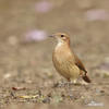 Rufous Hornero