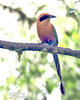 Rufous Motmot