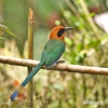 Rufous Motmot