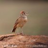 Rufous-naped Lark