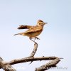 Rufous-naped Lark