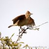 Rufous-naped Lark