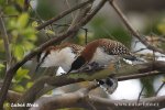 Rufous-naped Wren