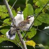 Rufous-naped Wren