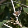 Rufous-naped Wren