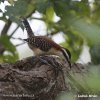 Rufous-naped Wren