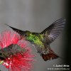 Rufous-tailed Hummingbird