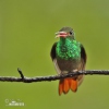 Rufous-tailed Hummingbird