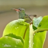 Rufous-tailed Hummingbird