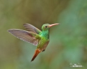 Rufous-tailed Hummingbird