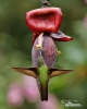 Rufous-tailed Hummingbird