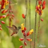 Rufous-tailed Hummingbird