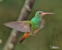 Rufous-tailed Hummingbird