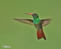 Rufous-tailed Hummingbird