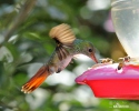 Rufous-tailed Hummingbird