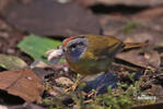 Russet-crowned Warbler