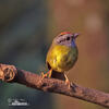 Russet-crowned Warbler