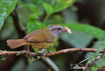 Russet-crowned Warbler