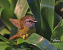 Russet-crowned Warbler