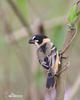 Rusty-collared Seedeater