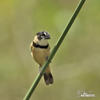 Rusty-collared Seedeater