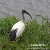 Sacred Ibis