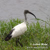 Sacred Ibis