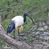 Sacred Ibis