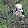 Sacred Ibis