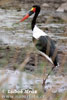 Saddle-billed Stork