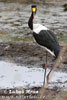 Saddle-billed Stork