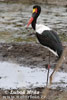 Saddle-billed Stork