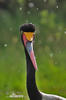 Saddle-billed Stork