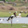 Saddle-billed Stork