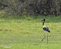 Saddle-billed Stork