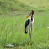 Sadelnäbbstork