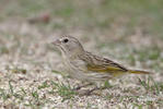 Saffron Finch, female