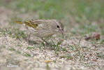 Saffron Finch, female