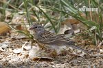 Sage Sparrow