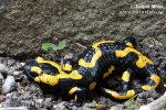 Salamandra de foc