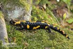 Salamandra plamista