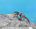 Sally Lightfoot crab