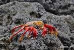 Sally Lightfoot crab