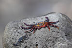 Sally Lightfoot crab