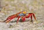 Sally Lightfoot crab