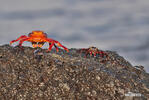 Sally Lightfoot crab