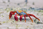 Sally Lightfoot crab