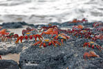 Sally Lightfoot crab