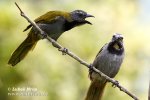 Saltator atriceps