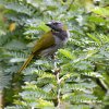 Saltator atriceps